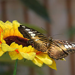 фото "Экзотические бабочки"