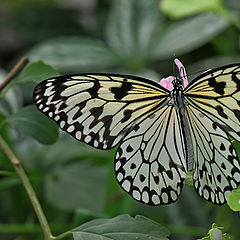 фото "Экотические бабочки(1)"