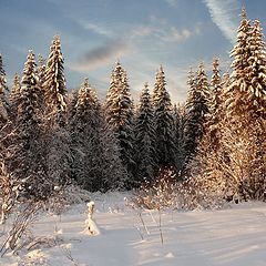 фото "солнечный день"