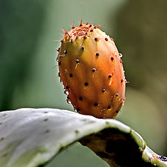 photo "Cactus"