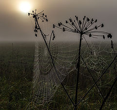 фото "К солнцу"