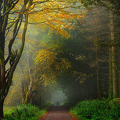 photo "Morning Dog Walkers"