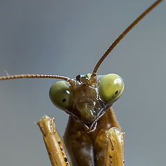 фото "Mantis"