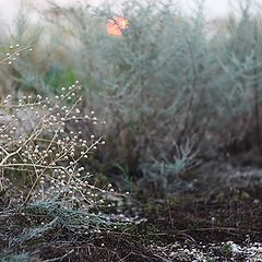 photo "***"