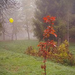 фото "Про осень, молодой клён и"