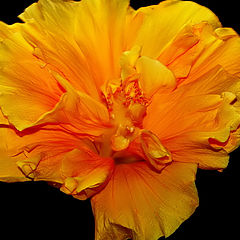 photo "A Yellow Hibiscus..."