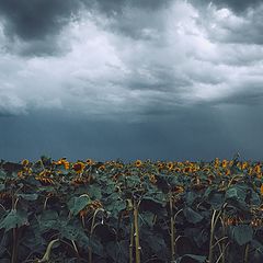 photo "Sunflowers"