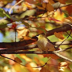 photo "warbler"