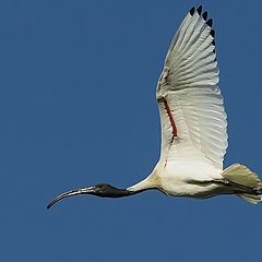 photo "Ibis"