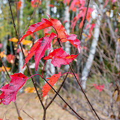 фото "Осенние цвета"