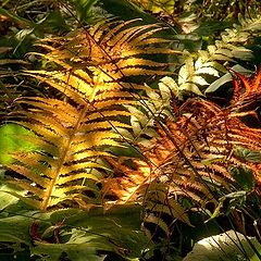 photo "fern"