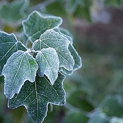 photo "after frost"