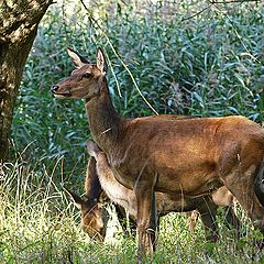 photo "The Hind"