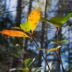 фото "Осенние листики"