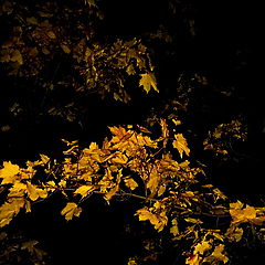 photo "Hiding Autumn Night."