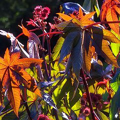 photo "autumn leaves"