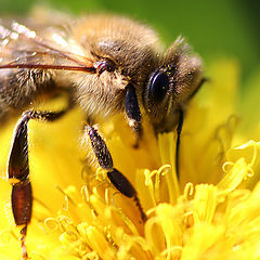 photo "Honey day in october"