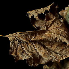 photo "Study of leaf"