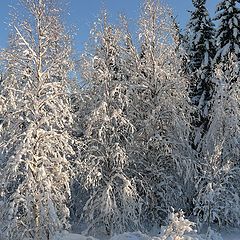 фото "зимние кружева"