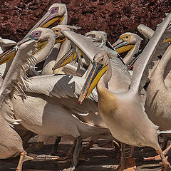 photo "Conglomeration of Pelicans"