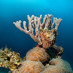photo "The Hut anemones"