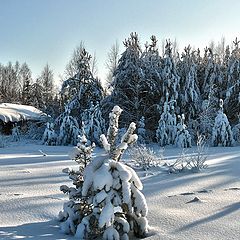 фото "тишина зимы"