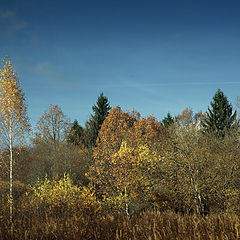 photo "Autumn forest"