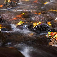 photo "Autumn flow"