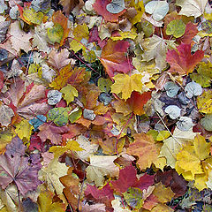 фото "листья"