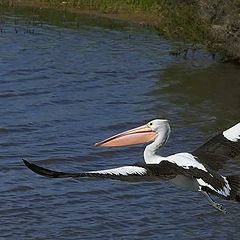 photo "Pelican"