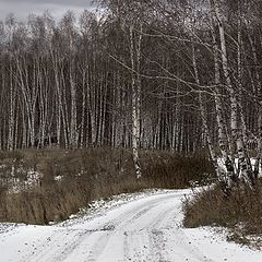 photo "Forest road-2"