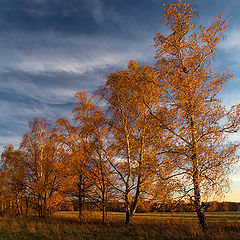 фото "Рыжая осень"