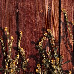 фото "Golden scorpion flowers and old barn"