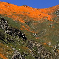 фото "Kern canyon California poppies"