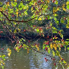 photo "autumn apple tree"