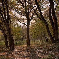 фото "картинка осени..."