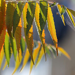 photo "And what if the leaves have a soul?"