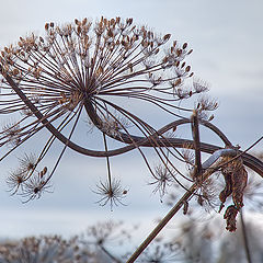 photo "bow"