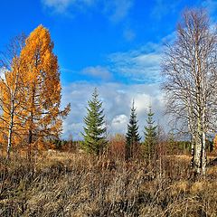 фото "осенняя"