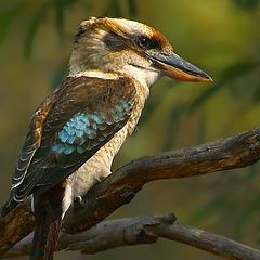 фото "Kookaburra"