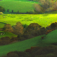 photo "Beauty of sheepland"