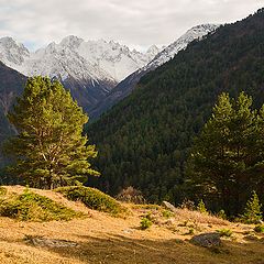 фото "Реликтовые сосны долины Ирик"