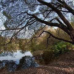 photo "willow"