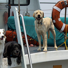 photo "Three Sea Wolves"