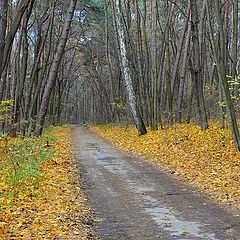 фото "Дорога в лесу"