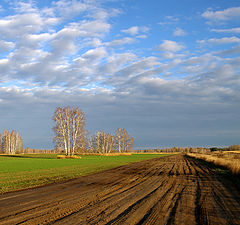 photo "The edge of the field."