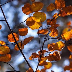 photo "Autumn colors"