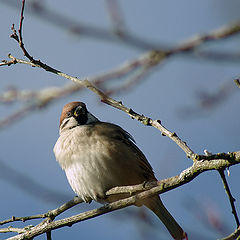 photo "The Sparrow"