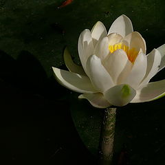 фото "White water lily"