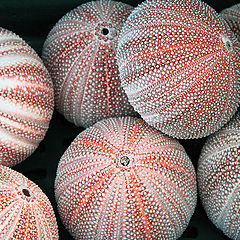 photo "Urchin shells"